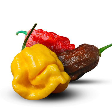 Big Mama Rainbow Seed Mix (Red, Black, Yellow Big Mama Chili Pepper Variety Mix) - The Pepper Pantry (Formerly Marie Sharp's)